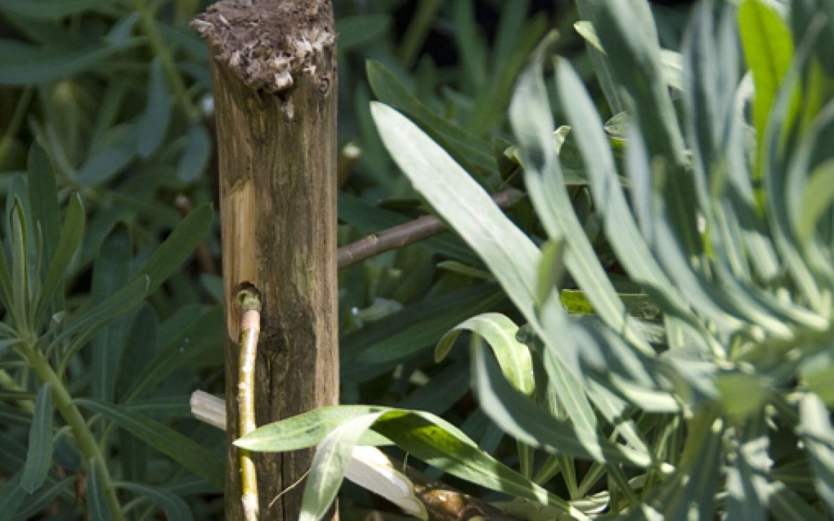 L'art de fabriquer des tuteurs pour vos plantes
