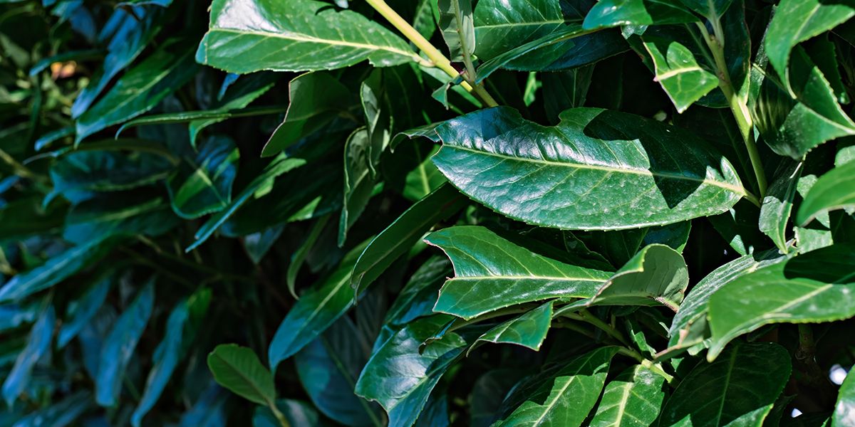 Pourquoi votre laurier-palme dépérit ? Explorez les causes et solutions