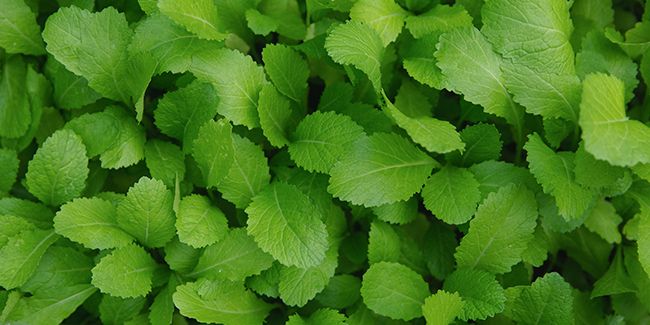 Moutarde de Chine : l'ingrédient secret de vos salades