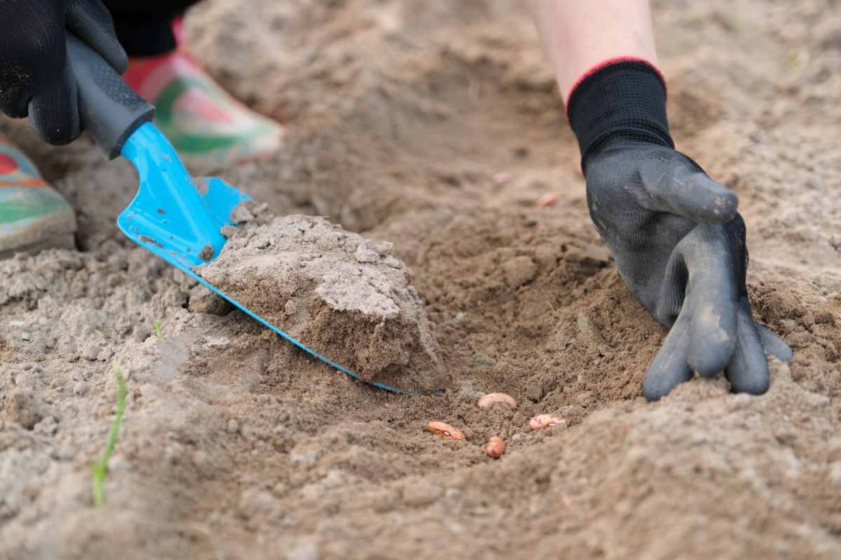 Découvrez la technique de semis simple pour des récoltes luxuriantes