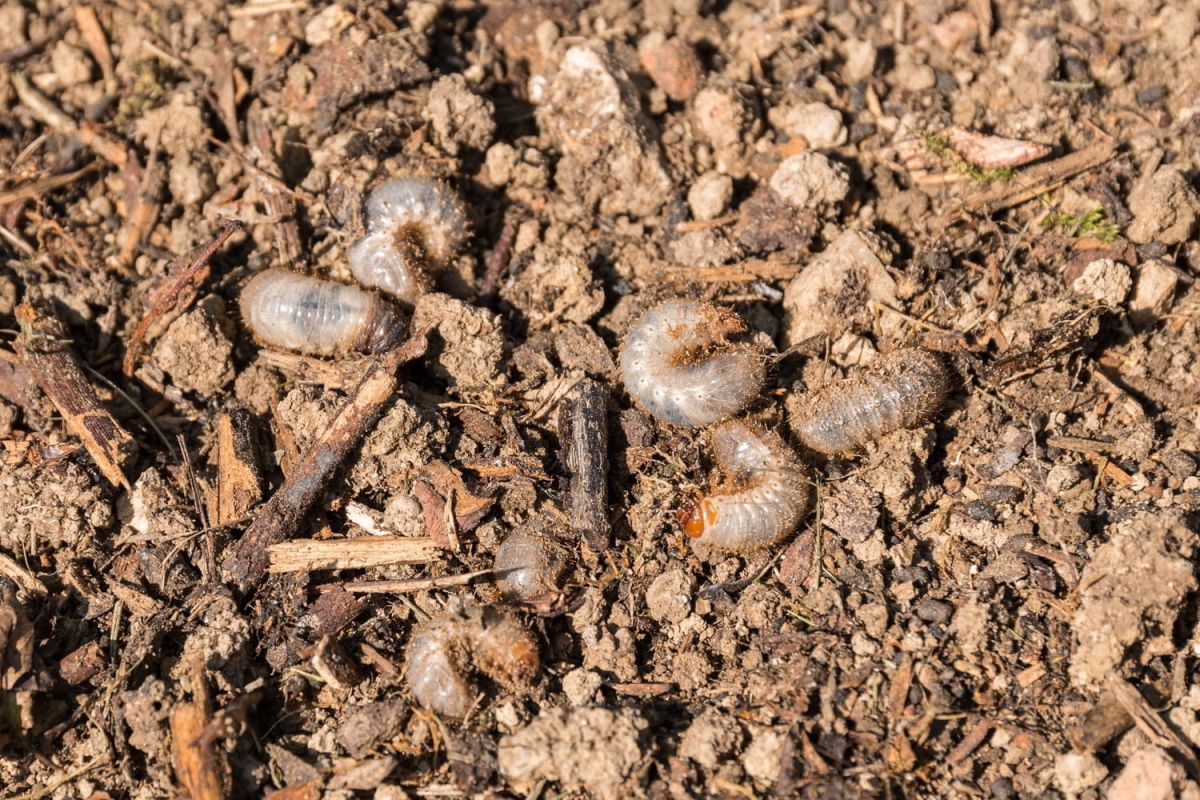 Larves de hanneton : s'en débarrasser et protéger les plantes
