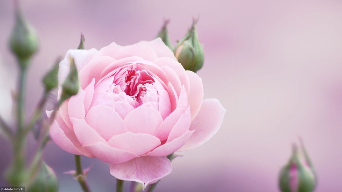 découvrez les rosiers idéaux pour votre jardin