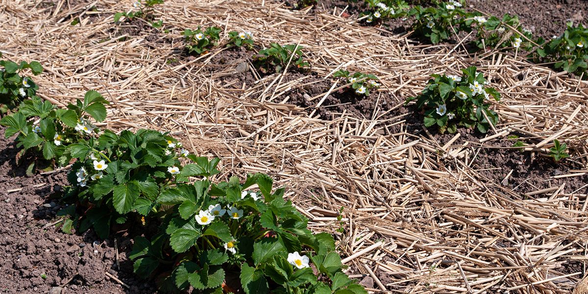 Le paillage organique, un secret de jardinage révélateur