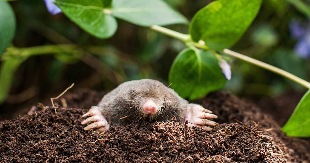 découvrez des solutions écologiques pour éloigner les taupes de votre jardin
