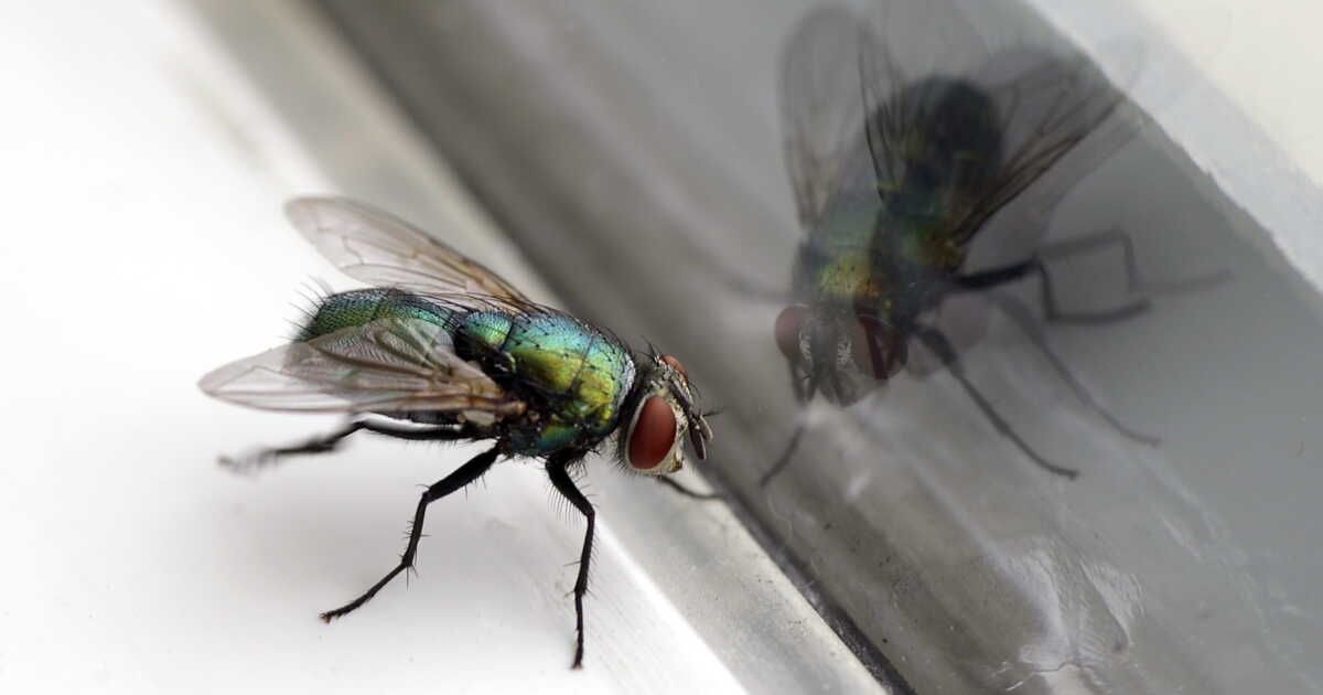Pourquoi les mouches s'invitent chez vous : révélations inattendues