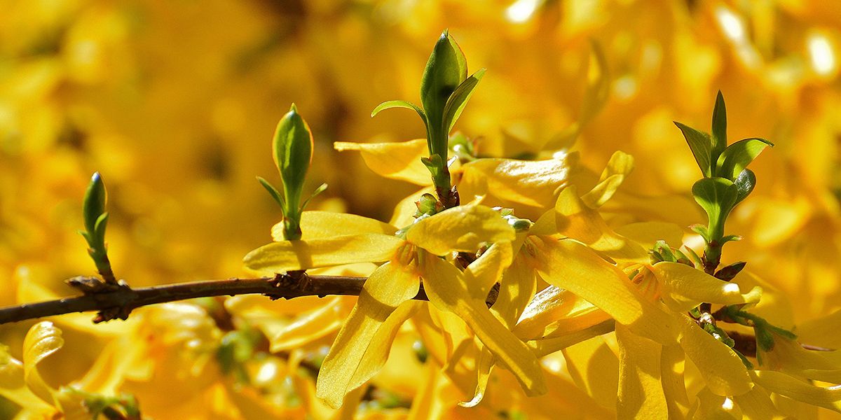 Les secrets du bouturage du forsythia : guide complet pour réussir vos plantations