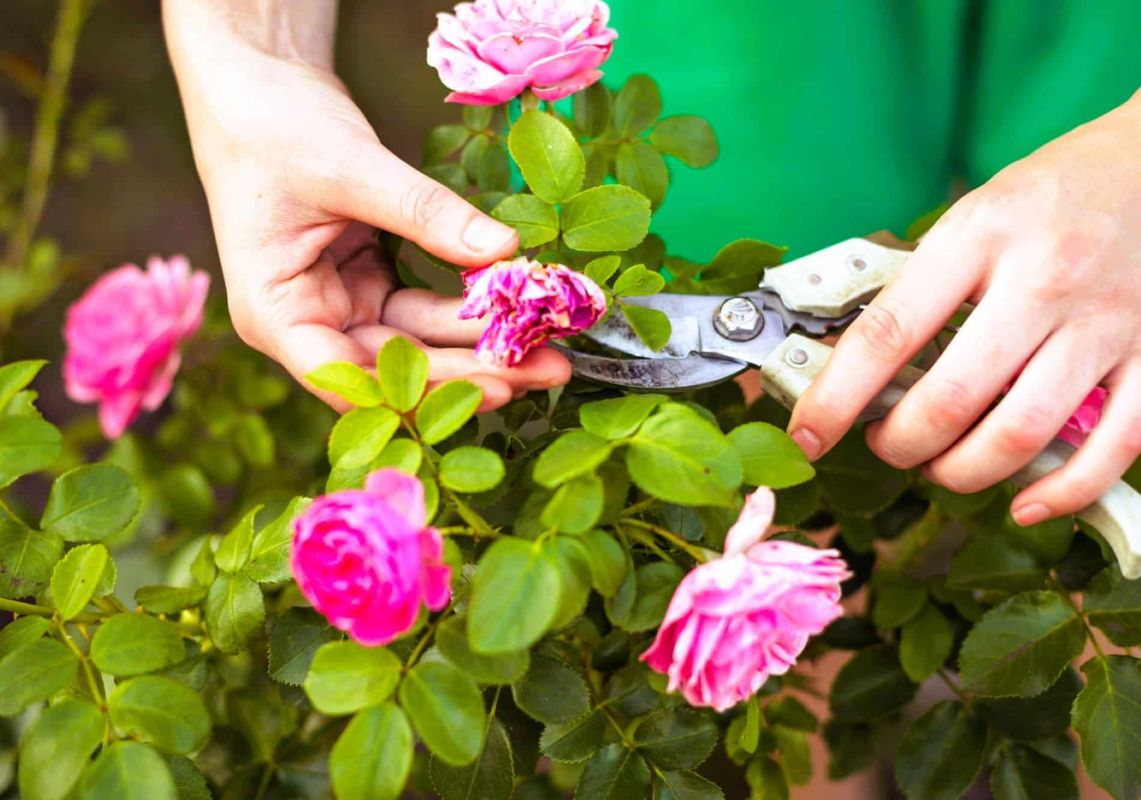 Les astuces indispensables pour des rosiers épanouis en juin