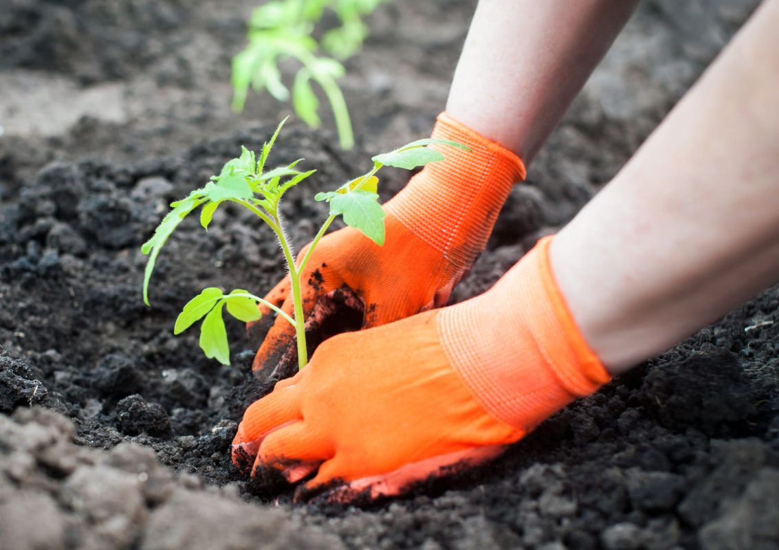 Quand planter ou repiquer les tomates ?