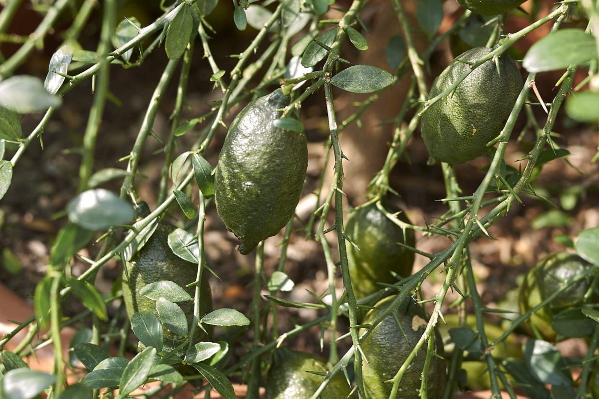 Cultiver le citronnier caviar : le guide essentiel pour jardiniers