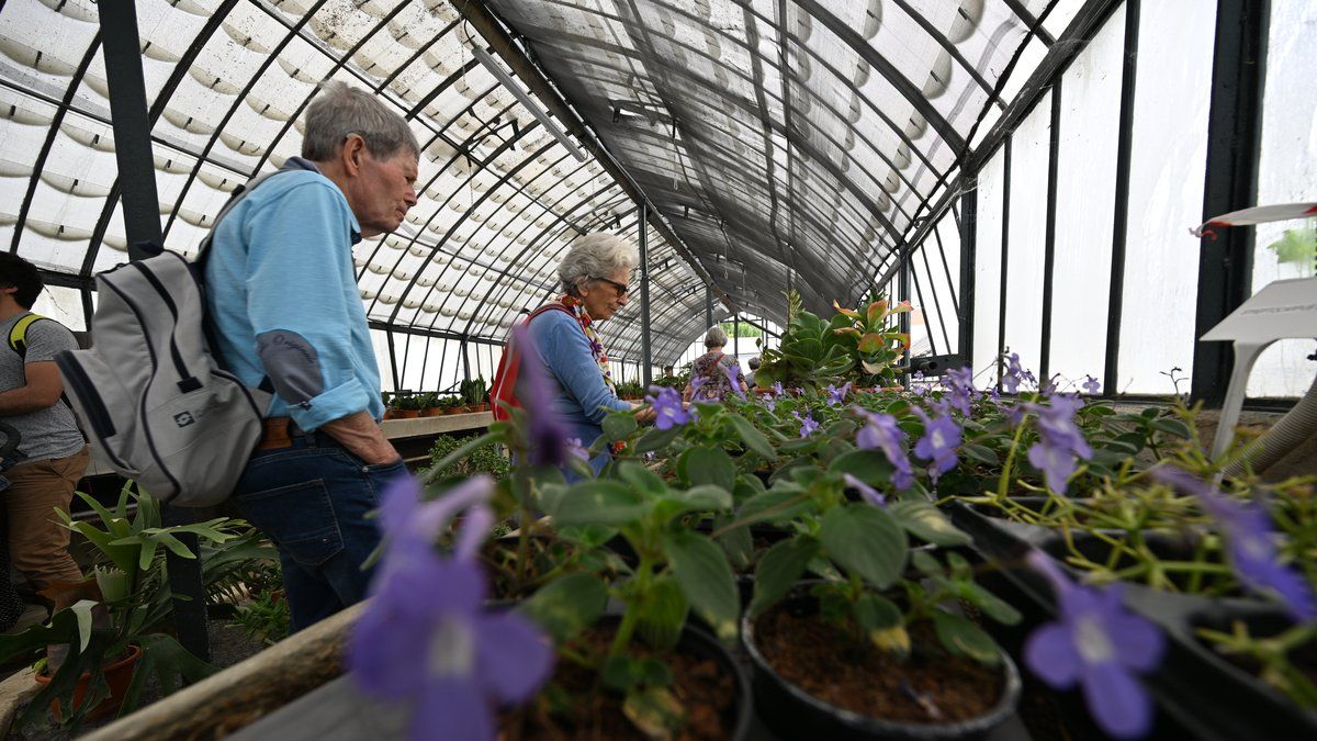 Explorez le printemps aux serres municipales de Toulouse avec des conseils botaniques incitant à l'évasion