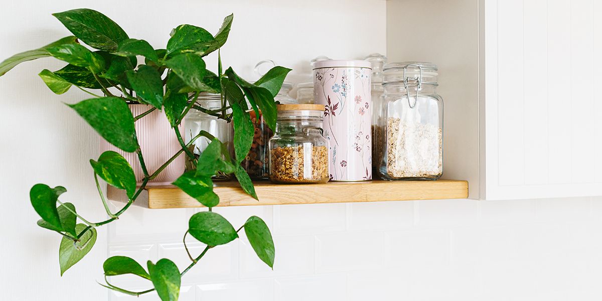 Des plantes vertes idéales pour égayer votre cuisine