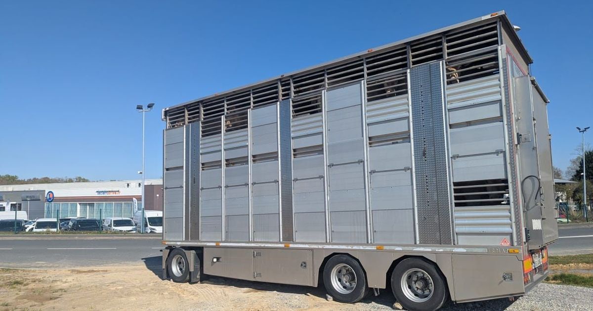 Une situation alarmante : des vaches laissées à l'abandon sur le bord de la route à Bassussarry