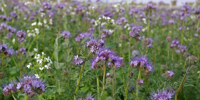 La phacélie, un engrais vert précieux pour votre jardin