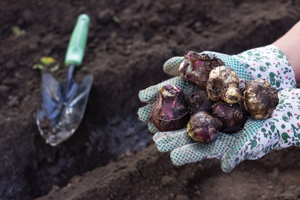 Préparez votre jardin pour le printemps avec ces bulbes incontournables