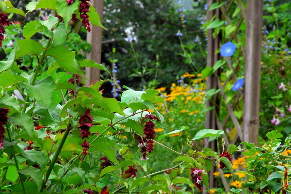 Découvrez l'arbuste à fleurs qui embellit votre jardin jusqu'à l'automne