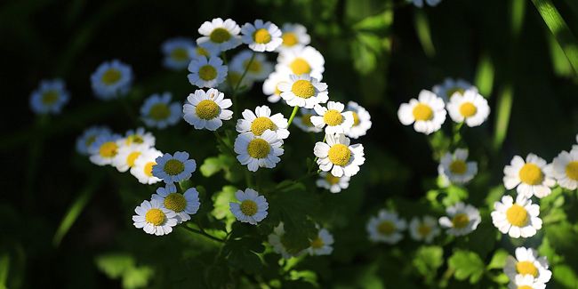 Grande camomille (Tanacetum parthenium) ou partenelle