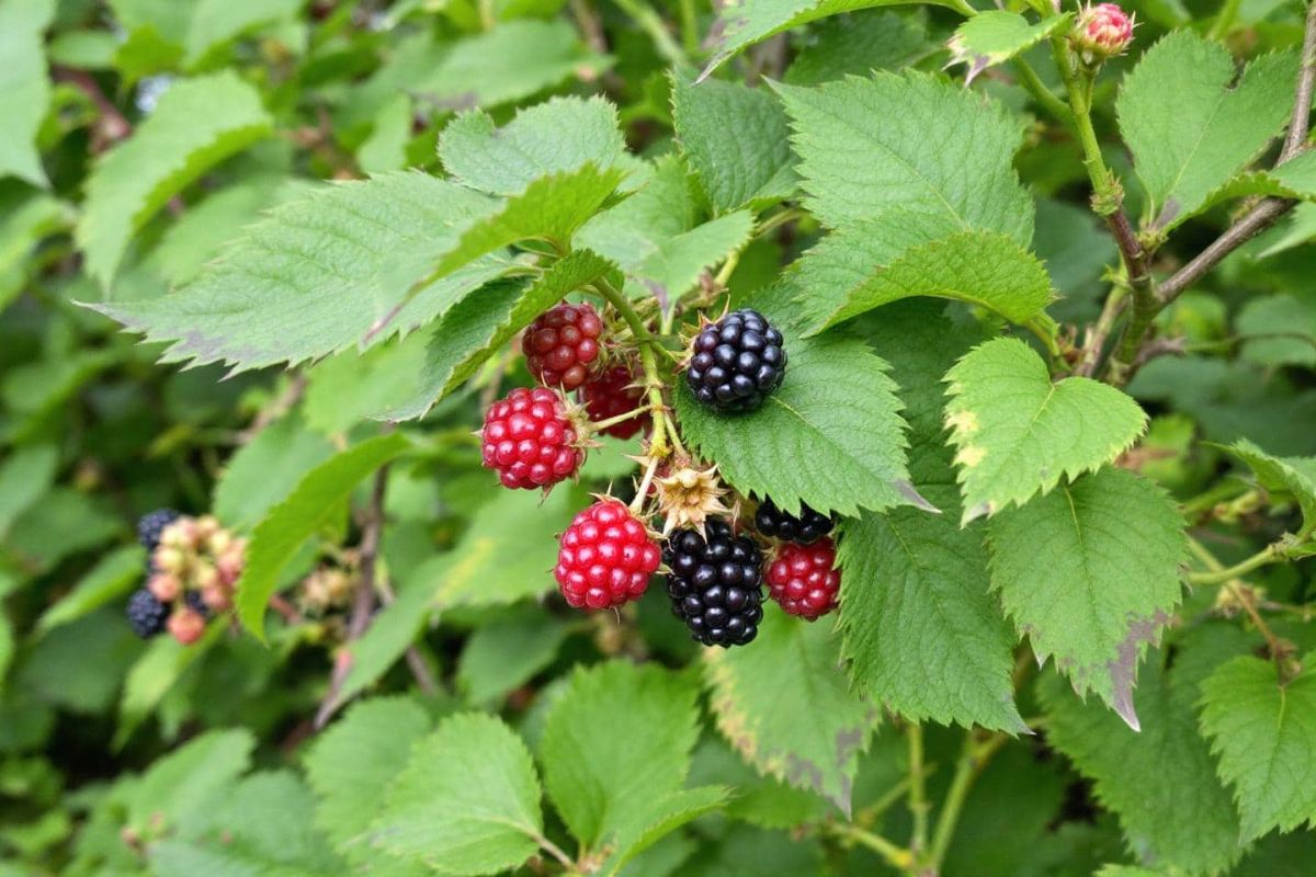 À la recherche des mûres sauvages : un trésor de biodiversité à savourer