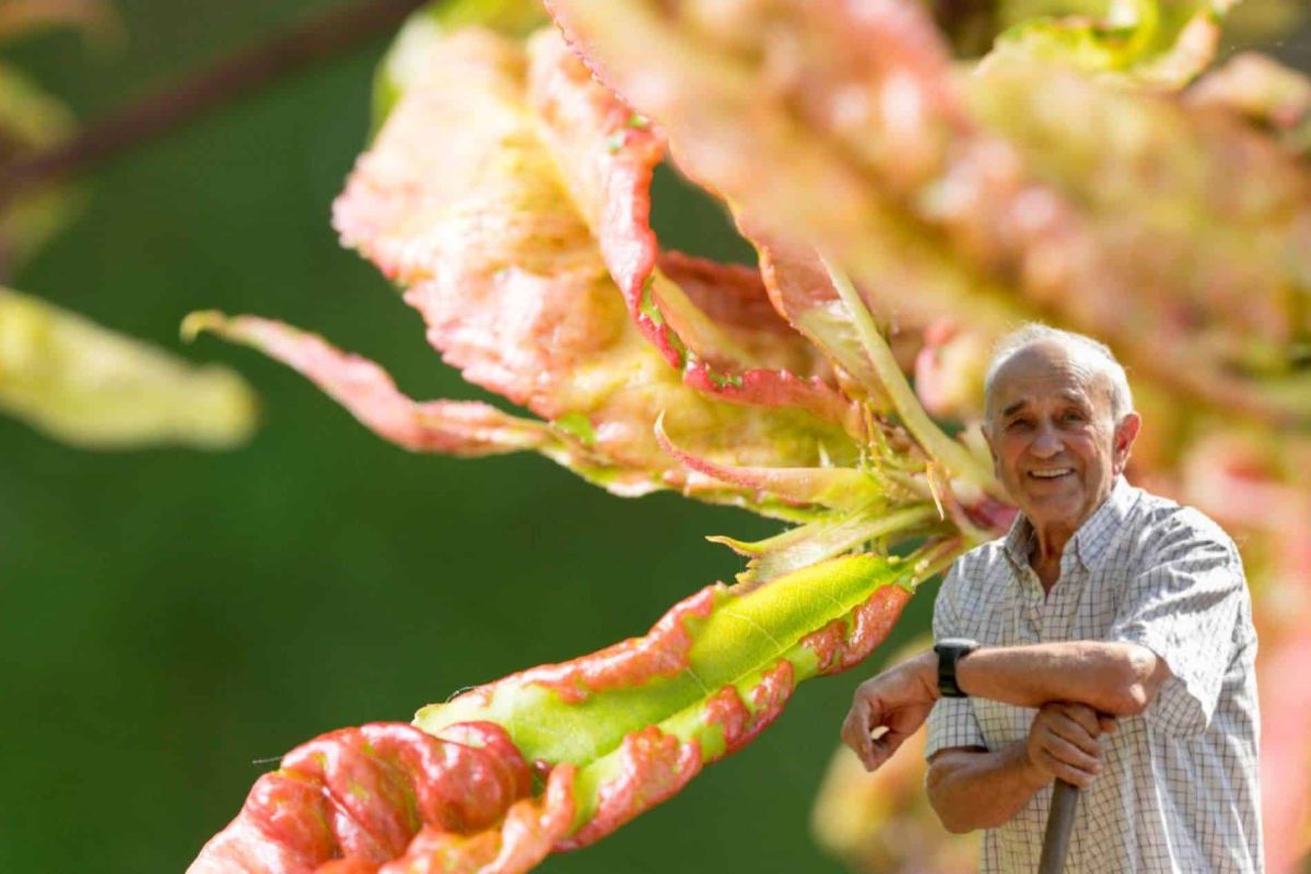 Des solutions anciennes contre la cloque du pêcher : efficacité intemporelle au jardin