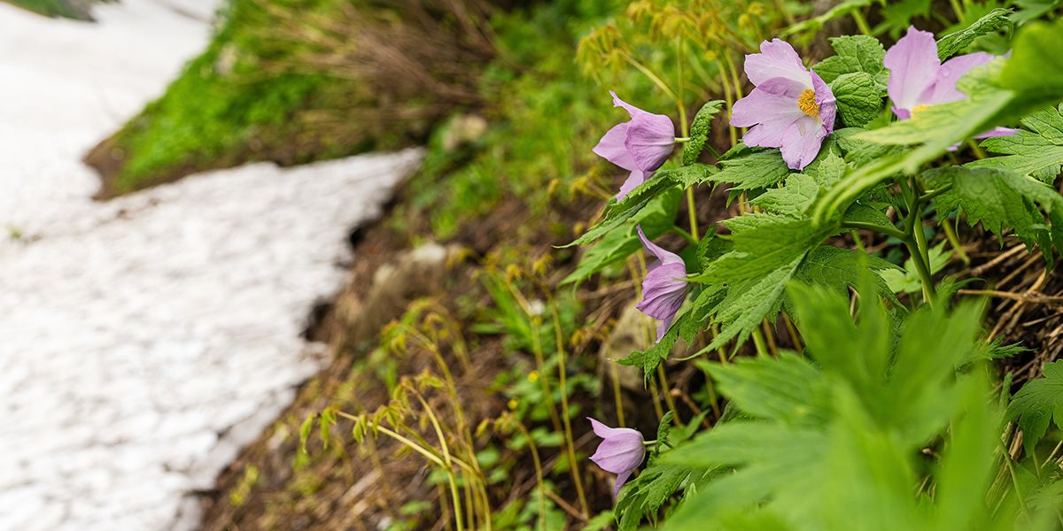 Glaucidium palmatum, plante d'ombre raffinée