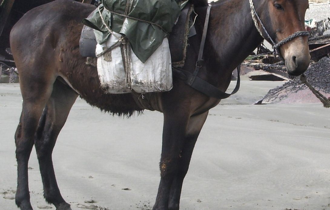 Quelle est l’origine de l’expression « c’est là que le bât blesse » ?