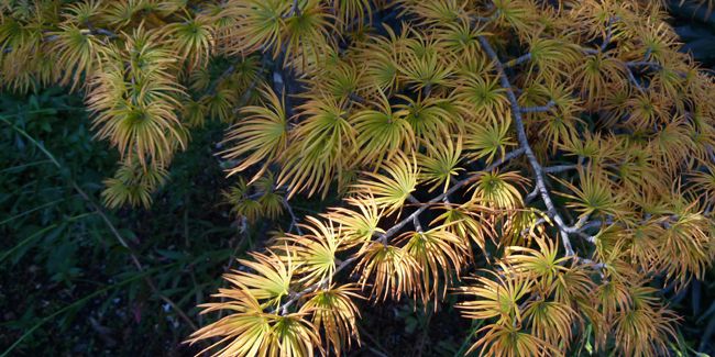 À la découverte du faux mélèze, l'arbre doré de Chine qui embellit nos jardins