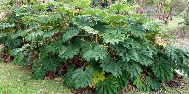 découverte de l'arbre à papier de riz (Tetrapanax papyrifer)