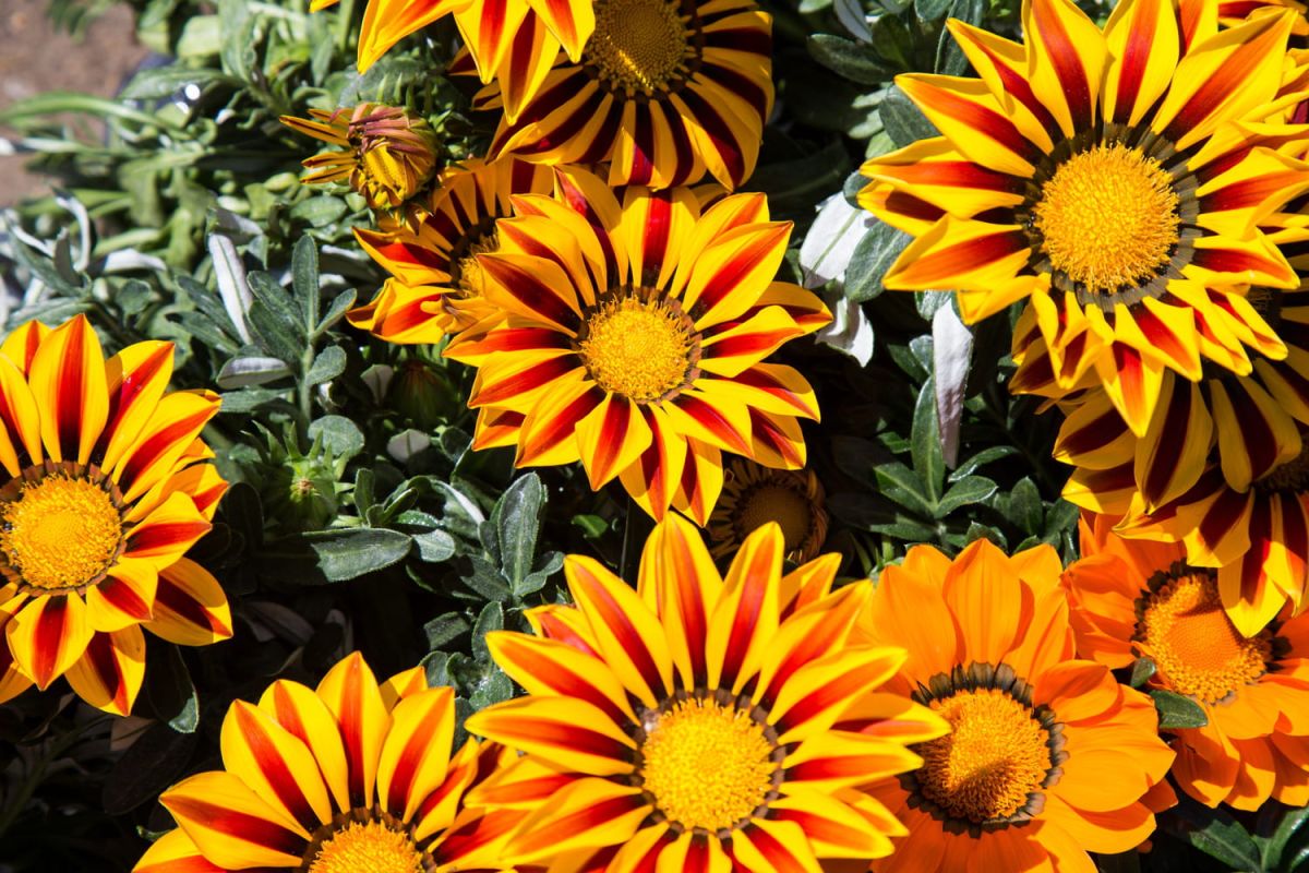 Cultiver gazania : conseils pratiques pour un jardin coloré