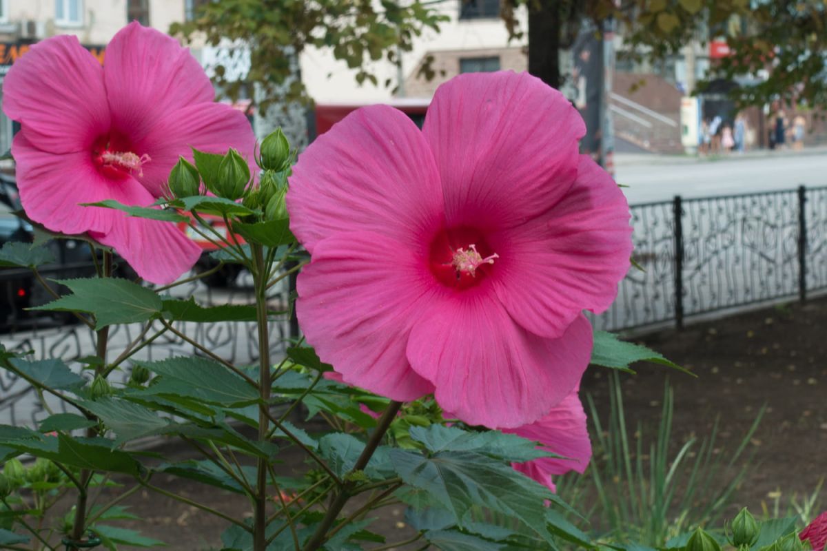 L'hibiscus des marais : préparez-vous à un jardin éblouissant