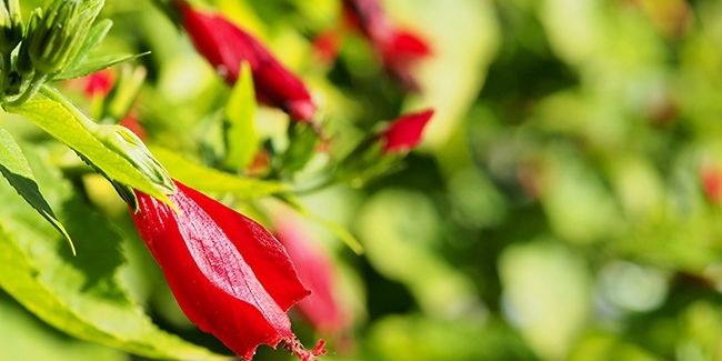 La beauté de l'hibiscus dormant (Malvaviscus arboreus)
