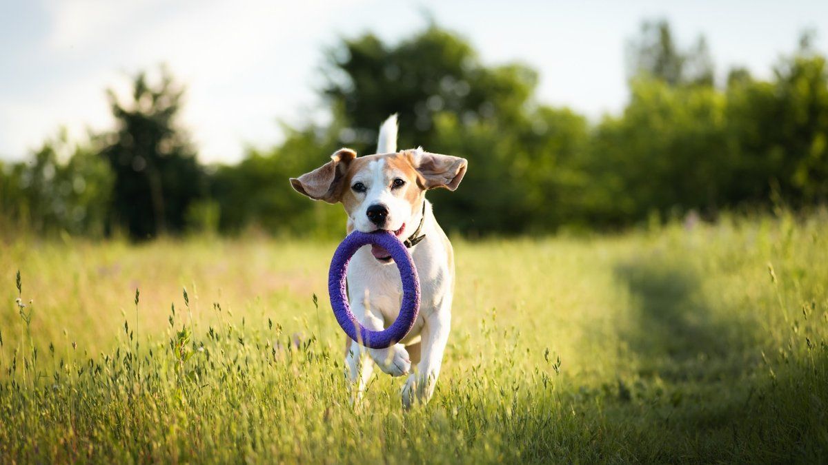 Préparez-vous pour le printemps : évitez les dangers de la promenade avec votre chien
