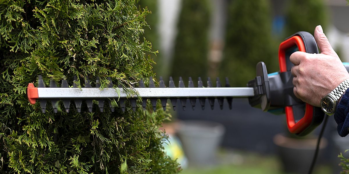 La taille des haies à l'automne : les clés d'une intervention réussie