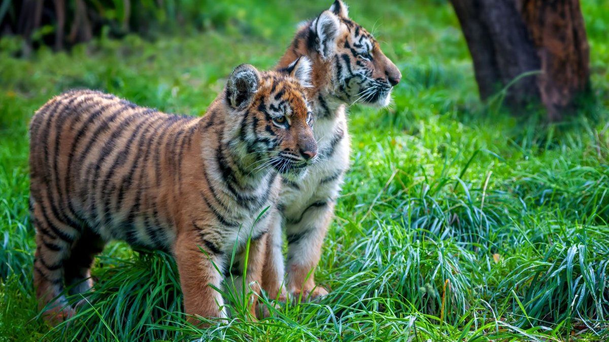Tragédie au zoo de Bandung : la mort de bébés tigres soulève des inquiétudes