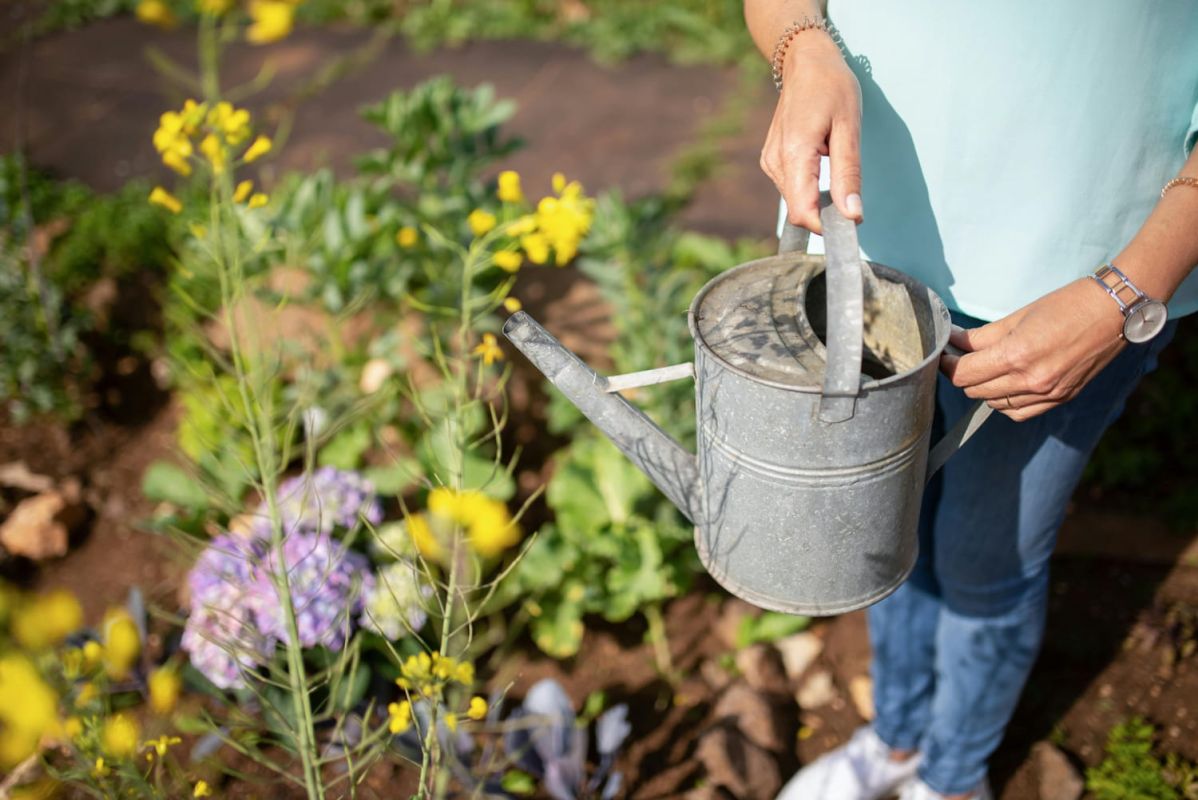 Matin ou soir : découvrez le moment idéal pour arroser vos plantes cet été