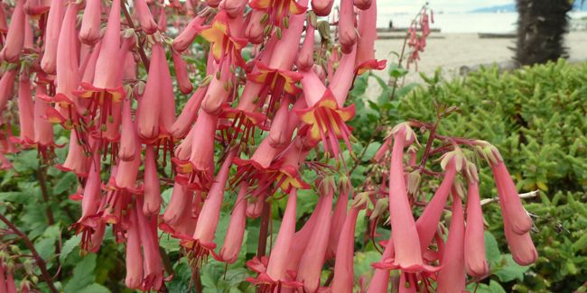 Fuchsia du Cap (Phygelius capensis), un arbuste fascinant
