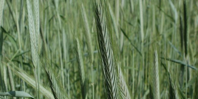 Seigle (Secale cereale L.), une culture surprenante