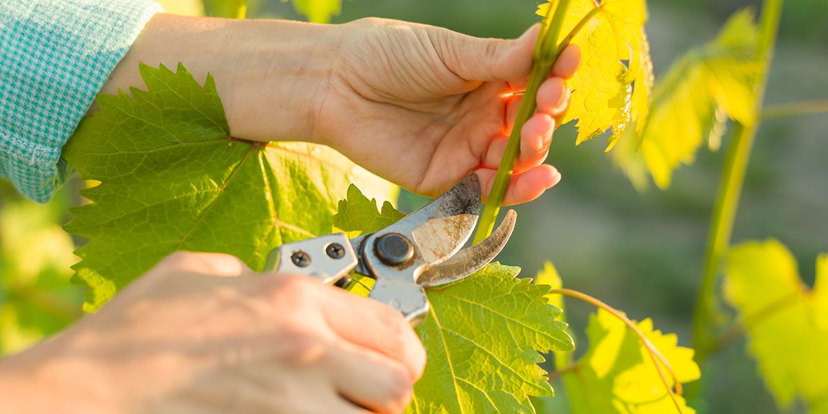 L'art de la taille d'entretien de la vigne : des gestes clés pour une récolte exceptionnelle
