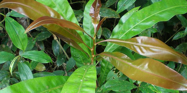 L'azobé, cet arbre au bois exceptionnel menacé par la déforestation