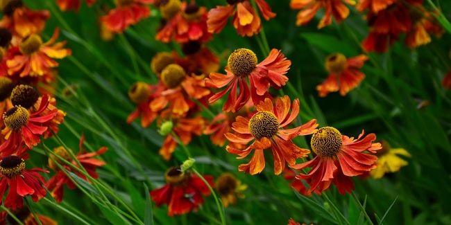 L'hélénie, une flamboyante marguerite d'automne