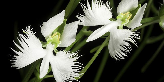 l'élégance rare de l'orchidée colombe (Habenaria radiata)