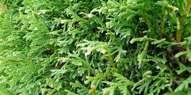 Explorer le thuya : un incontournable pour vos haies