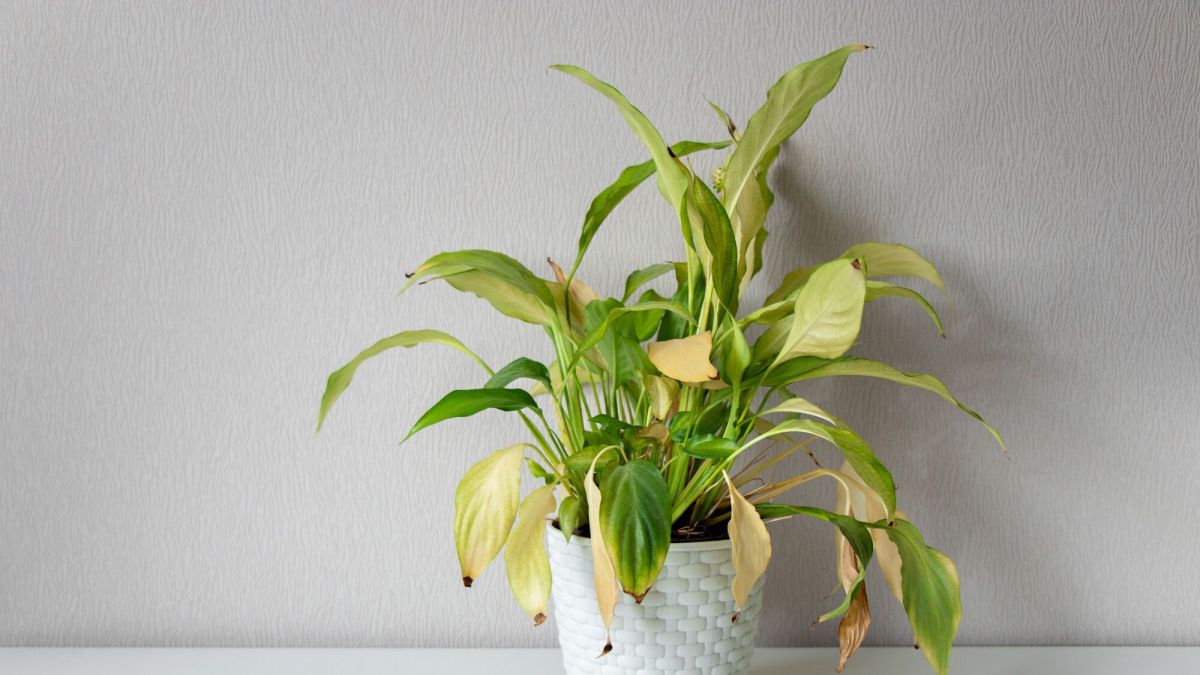 Ravivez vos plantes : astuces simples après l'été