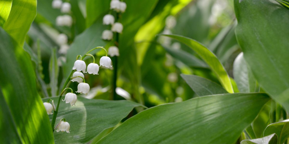 Mai au jardin : entre plantation et floraison, le mois idéal pour les jardiniers