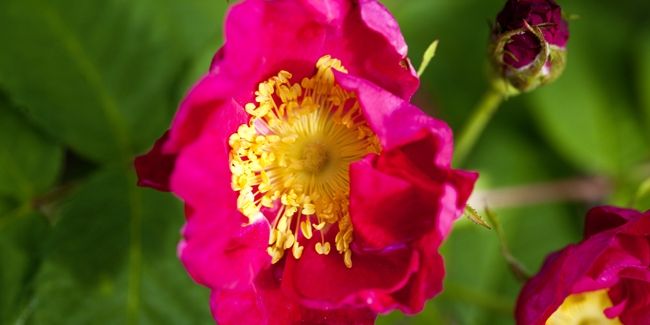 Les roses parfumées : un voyage à travers les variétés les plus envoûtantes