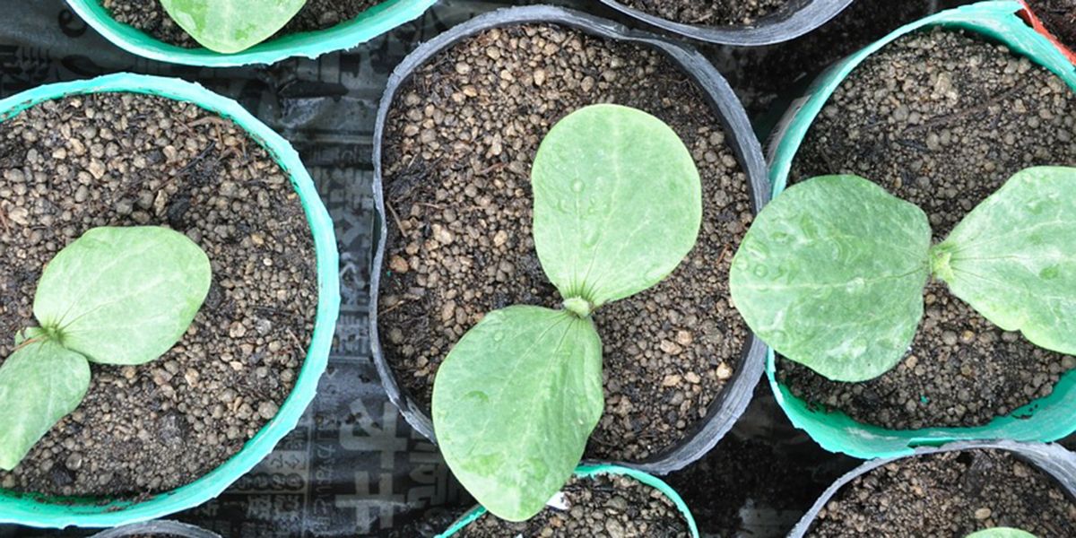 Semer et planter des courgettes : guide complet