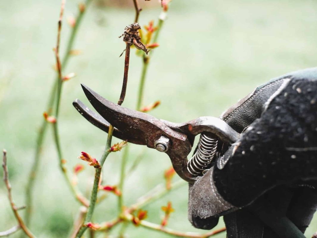 Février : le mois parfait pour redonner vie à votre jardin
