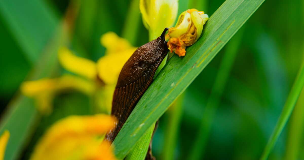Adieu limaces : la technique astucieuse avec une bouteille en plastique