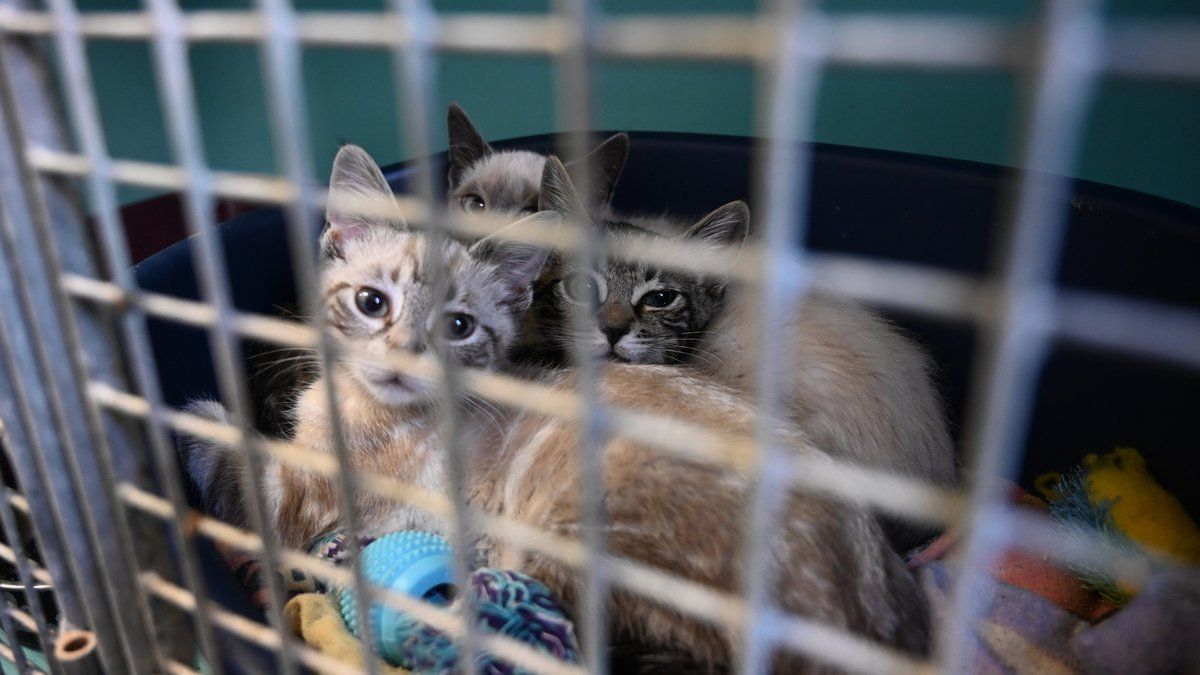 Une découverte tragique : des dizaines de chats secourus dans une situation insupportable