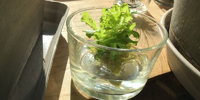 L'art de faire repousser ses légumes : découvrez le regrowing