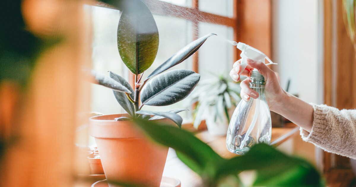 Les bienfaits surprenants de l'aspirine pour vos plantes