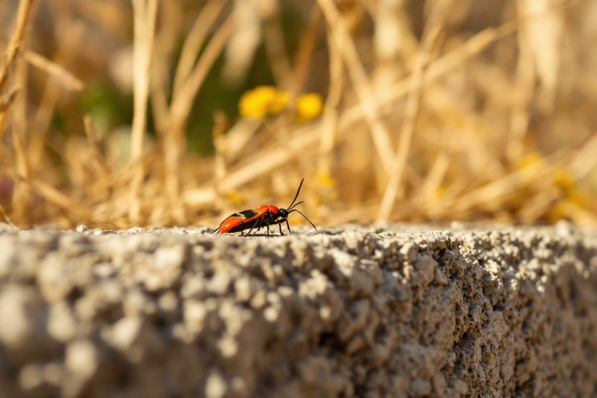 Le gendarme, le héros discret des jardiniers avisés